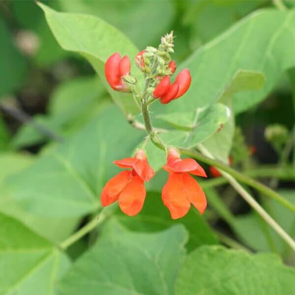 Runner Bean Seeds